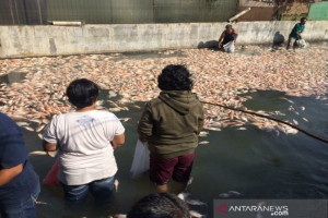 Pintu Air Ditutup Lima Ton Ikan Mati