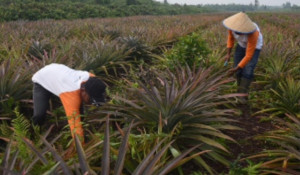 Pertamina Kucurkan Dana Rp3 Miliar Untuk Cegah Kebakaran Lahan Gambut dan Hutan Mangrove  di Riau