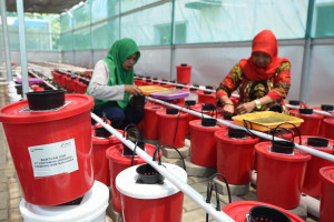 Pertamina Tingkatkan Kesejahteraan Kaum Ibu di Makassar Dengan Budidaya Hidroponik dan Bank Sampah