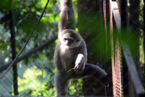 Kenali Owa Jawa, Pertamina Eco Camp  Ajak Kamu Camping di Gunung Puntang Bandung
