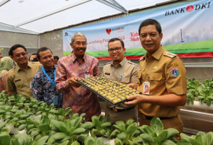 Bibit Tanaman Hidroponik 