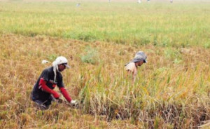 September 2019, Upah Buruh Tani  Nasional Naik Tipis 0,13?%