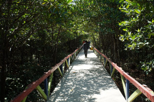 Kolak Sekancil, Kawasan Edu-Wisata Mangrove di Segara Anakan Cilacap 