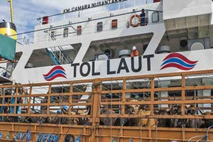 Empat Tahun Tol Laut, PELNI Angkut 40.310 Ekor Sapi Dari NTT Ke Jakarta