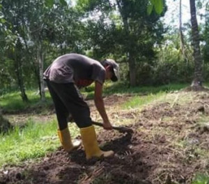 Ironis, Bukan Hanya Pacul Bahkan Korek Telinga Juga Impor