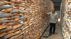 Dikritik, Rencana  Bulog Mau Musnahkan Ribuan Ton Beras