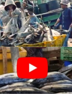 KONSUMSI IKAN  MENCAPAI 54,49 KG / KAPITA