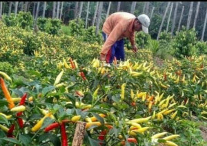 Februari, Upah Buruh Tani di Indonesia Naik Menjadi Rp55.173/ Hari