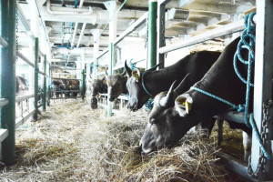 Pemerintah Datangkan 550 Ekor Sapi Asal Kupang NTT ke DKI Jakarta