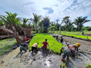 Penduduk Pegunungan Bintang Dapat Bantuan Benih  Padi Unggul dan Pupuk