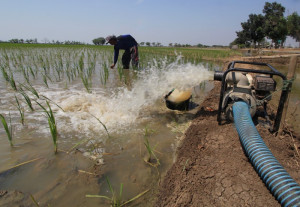 Program Pompanisasi Mentan Dapat Apresiasi, Guru Besar IPB: Solutif Atasi Kekeringan