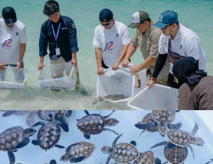 AirNav Indonesia Lepas 1.200  Bayi Penyu