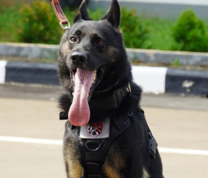 Ini Dia.....Anjing Andalan Polri Mengungkap Beragam Kasus Kejahatan