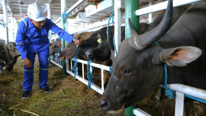Cegah Kekurangan Daging, Kemenhub Optimalkan Kapal Ternak, Tahun Ini Ditaretkan  Angkut 65.823