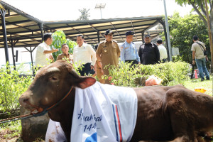 AirNav Indonesia Salurkan Puluhan Hewan Qurban 