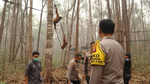 Perkuat Patroli Hutan Terpadu, Rescue Satwa Terdampak dan Pengamanan agar Orang Utan Terlindungi